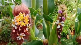 就讀髮型設計的兒子，將玉米變成「花仙子」。（圖／翻攝自爆廢公社）