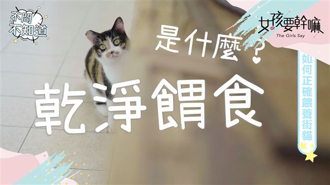 打破餵養街貓刻板印象！正確餵養街貓