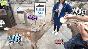 日本奈良體驗親餵小鹿　超有禮貌萌樣融化網友