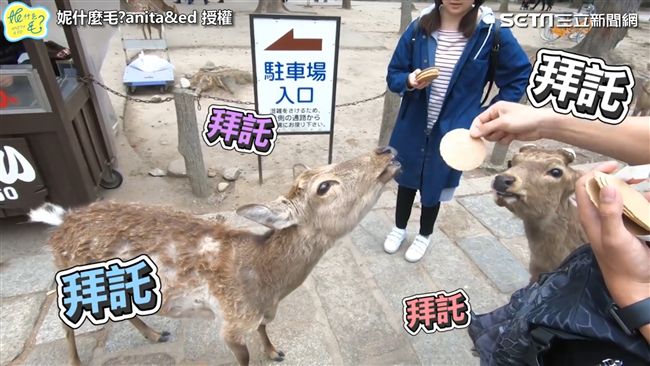 奈良體驗親餵小鹿　超萌模樣融化網友