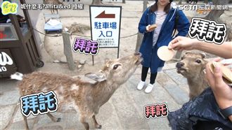奈良體驗親餵小鹿　超萌模樣融化網友
