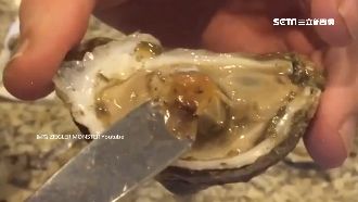生蠔殼藏「豆蟹」　專家：無毒可食用