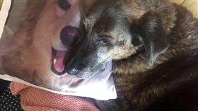 Rocky、Spencer感情非常好，從出生開始牠們就一起生活，從來沒有沒分開過，是彼此的最佳玩伴，直到某天Rocky不幸生病逝世，Spencer開始變得非常沒有活力、常常食不下嚥，主人看到這個情況，為了讓Spencer振作，於是訂做了一個驚喜「抱枕」，果然重新讓Spencer找回笑容！（圖／翻攝自臉書Beth Fisher）