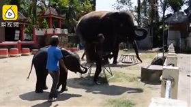 小象,動物園,表演, 腿折斷,馴獸員(翻攝自梨視頻)