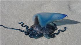 僧帽水母
https://www.flickr.com/photos/quinet/6903922410/in/photolist-25cMBMk-rRAtWB-bSQdzZ-CvhYj-CvhVJ-bw5pB1-bmFNAd-fYVRHu-fYVKT2-hLDHfJ-ZamCDw-965qsi-U4Njdt-bmFNAQ-CvhXF-CvhWR