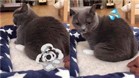 貓咪放屁。（圖／翻攝自omame_munchkin IG）