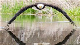 白頭海鵰,加拿大,猛禽,照片,霸氣
推特