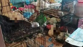 台中,租屋,非法繁殖,狗屍（圖／台中市寵物商業同業公會 理事長江和樹 提供）