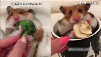倉鼠狂嚼懷中美食　讓網友目不轉睛
