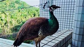 孔雀飛陽台有喜事／翻攝自臉書爆廢公社