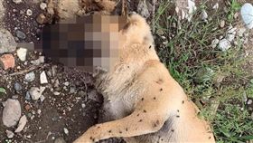 台北市文林北路75巷內8隻流浪貓狗慘遭毒殺（民眾提供）