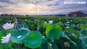 台南市觀光旅遊局,端午連假,白河蓮花,龍舟,阿勃勒,台南市