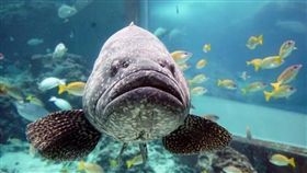 鞍帶石斑魚▲（圖／翻攝自美麗海生物圖鑑網站）