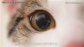 ▲貓咪的眼睛不只看起來漂亮，還藏了許多祕密。（圖／好味小姐　授權）