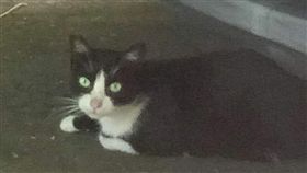 貓咪,流浪貓,黑貓（圖／翻攝自靈異公社）