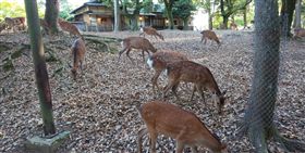 觀光客,日本,奈良鹿,餵食,塑膠袋,死亡,動物
推特