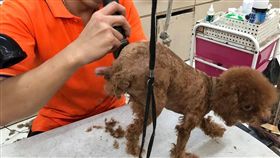 絕育控制街頭流浪犬　毛寶貝幸福有依靠新北市動保處25日表示，將推動「偏鄉家犬絕育計畫」，盼非都會區家犬絕育從源頭管制。圖為政府與民間合作處理過度繁殖犬，予以清潔與絕育。（照生會提供）中央社記者黃旭昇新北傳真　108年5月25日