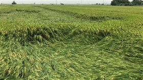 台南一期作水稻　受損面積不大台南市政府農業局表示，台南市一期作水稻種植面積約1萬4000公頃，經相關單位會勘統計，受517雨災影響倒伏面積約245公頃，損害程度6%。（台南市農業局提供）中央社記者楊思瑞台南傳真　108年5月26日