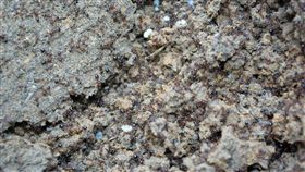 紅火蟻（圖／翻攝自維基百科）