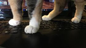 貓咪愛電腦 就是要奴才陪 - 愛擋在電腦前 - CHANSHIH鏟屎官