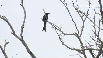 老鷹也怕牠！烏秋護地盤「啄人頭」