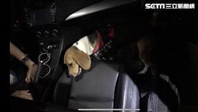 台中緝毒犬CHOCO／翻攝畫面