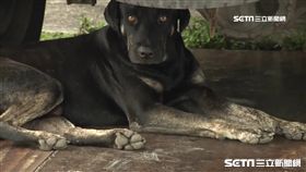 彰化流浪狗追高三生害重傷