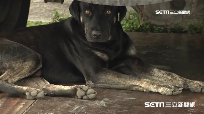 彰縣設貨櫃屋　增加動物之家收容空間