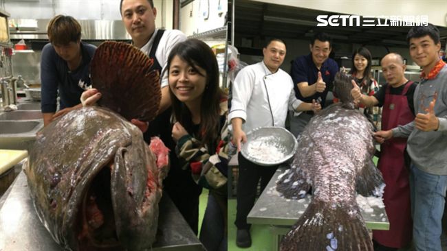 比人還大成精了！花蓮捕獲巨無霸石斑