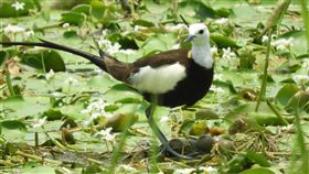 高雄洲仔濕地　水雉產卵孵育（1）在高雄市區的國家級濕地洲仔濕地，近日保育人員在濕地內發現有兩處水雉築巢，而且觀察到水雉已產下一窩蛋，希望今年的水雉繁衍可以更豐富洲仔水雉棲息數量。（高雄市府養工處提供）中央社記者王淑芬傳真　108年5月29日