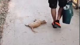 爬山驚見「碰瓷黨」！男子淡定無視　牠故技重施笑翻網友（圖／翻攝自臉書靠北貓咪）