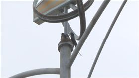 電桿上築巢  烏秋追逐機車騎士護巢（1）最近有民眾騎乘機車行經苗栗縣後龍高鐵特定區新港三路和高鐵六路交叉口，遭到烏秋襲擊；苗栗縣野鳥學會總幹事溫春福表示，烏秋又稱為「大卷尾」，地域性強、飛行技巧高超，現正是烏秋育雛的時候，為了保護小鳥，更具攻擊性，才會做出驅趕機車騎士的行為。中央社記者管瑞平攝  108年5月29日