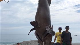 花蓮捕獲罕見132公斤龍膽石斑花蓮七星潭一定置漁場28日捕獲龍膽石斑，重量約132公斤，漁民表示，這尾龍膽石斑在海中成長估計要超過30年時間，能捕到這麼大的魚不容易，10多年來都沒有捕到過。（業者提供）中央社記者李先鳳傳真　108年5月29日