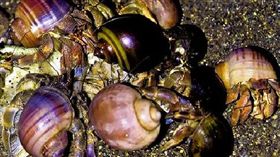 業配、廠商提供