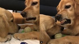 黃金獵犬,球（圖／翻攝自teamshinto IG）