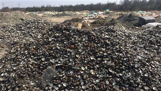 六輕吃人夠夠？　文蛤暴斃堆屍山！