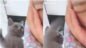 貓打主人。（圖／翻攝自抖音用戶「28463338」）