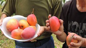 友善農法栽植愛文芒果風味佳「綠農的家」創辦人洪輝祥下鄉與農民合作，鼓勵農民種植有機、友善農作物，近幾年並與農民合作種植友善耕作的愛文芒果，30日舉辦發表會，風味甚佳。（洪輝祥提供）中央社記者郭芷瑄傳真　108年5月30日