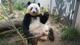 2017年在日本出生的大貓熊寶寶香香將滿24個月大。（圖／翻攝自東京動物園官網）