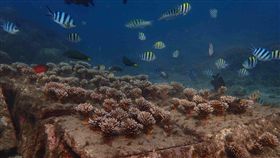 全台首座  澎湖珊瑚海洋花園亮相（1）澎湖縣水產種苗繁殖場自105年執行海洋復育工程，在馬公鎖港杭灣海域培育珊瑚，3年來已看見成果，潛水可看到美麗的珊瑚礁群與魚群共同棲息。（澎湖水產種苗場提供）中央社  108年5月31日