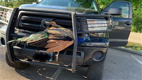 車禍,孔雀,幸運,美國,女警,撞車,保險桿,陽台,動物,你的孩子不是你的孩子,　圖／翻攝自推特　