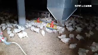 屏縣議員開養雞場　多年惡臭被控違法