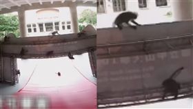 （圖／翻攝自國立中山大學臉書）高雄,柴山,台灣獼猴,中山大學,畢典