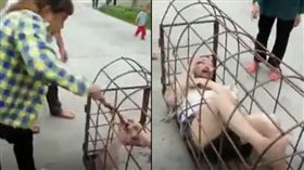 正宮抓姦！怒關腥夫進豬籠(圖/LIVELEAK)