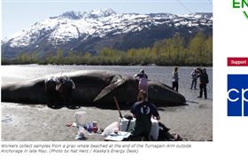 美西岸罕見70頭灰鯨死亡 疑暖化食物減少所致
（圖／翻攝自ALASKA'S ENERGY DESK）
