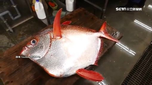 極品海味 捕獲機率如中樂透稀有 月亮魚 曝光 生活 三立新聞網setn Com