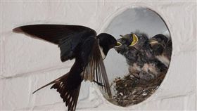 燕子,築巢（圖／翻攝自Pixabay）