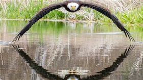 ▲（圖／翻攝自Steve Biro臉書）
