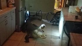 （圖／翻攝自Clearwater Police Department臉書）美國,佛羅里達州,鱷魚,闖入