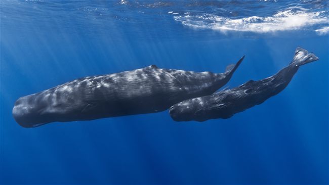 潛水男慘遇鯊魚逼近　抹香鯨「挺身保護」